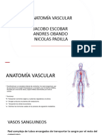 Anatomia Vascular-1