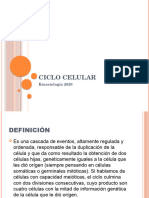 Ciclo Celular Kinesio-1