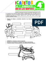 Los Organos de Los Sentidos para Cuarto Grado de Primaria