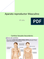 6c2b0 PPT Aparato Reproductor Masculino