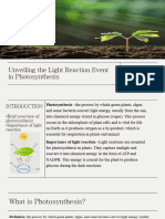 Unveiling The Light Reaction Event in Photosynthesis