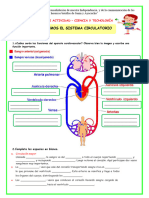 Ficha Mart Cyt Conocemos El Sistema Circulatorio