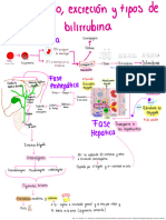 Fisiología. Bilirrubina