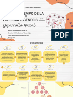 Línea Del Tiempo de La Ovogénesis y Espermatogénesis