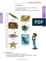 Los Animales Invertebrados para Cuarto Grado de Primaria