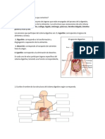 El Sistema Digestivo