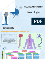 Neuroanatomia