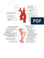 Examen Arterias Cabeza