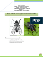 ENTOMOLOGIE - Diptères