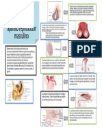 Infografía Sobre El Sistema Genital Masculino