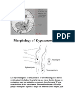 Tripanosoma Cruzi