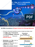 Unidad 6a - Flujo de La Información Genética - Transcripción