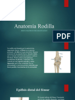 Anatomía Rodilla