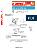 Los Moluscos para Cuarto de Primaria