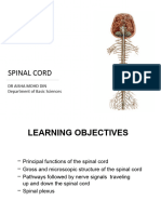 Spinal Cord