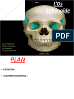 L'os Sphénoïde Et L'os Occipital