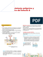 Mldiazga - Activación Del Linfocito B - Sábado 23 - 2016