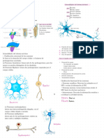 Neuronas 