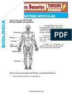 Sistema Muscular