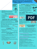 Infografía ANATOMIA PA1