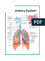 Respiratory Lecture