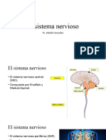 Clase 04 - El Sistema Nervioso