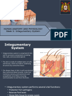 Week 5 - Integumentary System