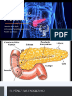 Pancreas Endocrino