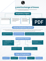 Breathing and Exchange of Gases - Mind Maps - Arjuna NEET 2024