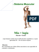 Anatomia Sistema Muscular 2021