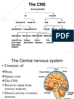 The Central Nervous Systemmm-1