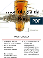 Aula Sintese Sobre Morfologia Da Raiz