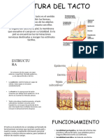 Estructura Del Tacto