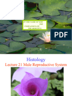 L21 MaleReproductive