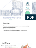 10-Radial and Ulnar Nerves