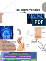 Clase Suprarrenal