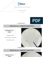 Histologia Sistema Digestivo I 105341 Downloable 974720