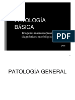 304 - PATOLOGIA Preparados MACRO y DM PDF GENERAL