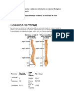 Columna Vertebral