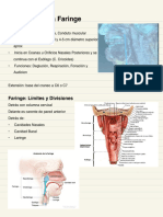 Anatomía de La Faringe