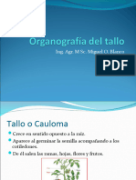 Organografía Del Tallo