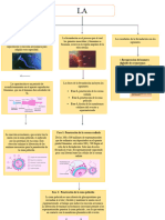 Embriologia Tarea #4