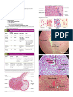 Histology-Lab-Endo & Male Repro