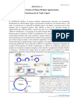 A13P ModificaciónGenéticaPlantasAgrobacterium