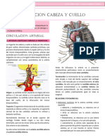 Notas de La Clase: Circulación Arterial Cabeza y Cuello - Anatomía de Cabeza y Cuello