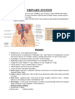 Urinary System Anatomy