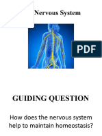 Chapter 13 - Nervous System