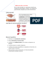 Histologia Muscular y Nervioso