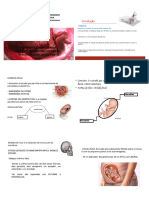 Aulas-Estática Fetal, Contratilidade, Mecanismo de Parto, Períodos Clínicos