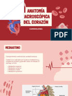 Anatomía Macroscopica Cardiologia